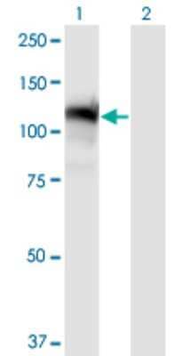 Western Blot: GTF2IRD1 Antibody (2C7) [H00009569-M08]