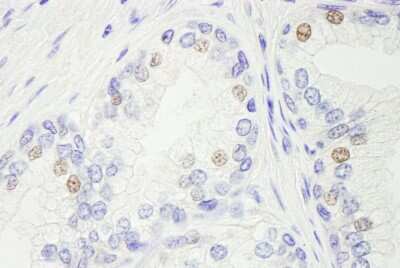 Immunohistochemistry: GTF2IRD1 Antibody [NB100-61056]