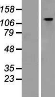 Western Blot: GTF2IRD1 Overexpression Lysate [NBP2-09820]