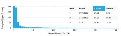 Protein Array: GTF2IRD2 Antibody (PCRP-GTF2IRD2-1B12) - Azide and BSA Free [NBP3-08512]