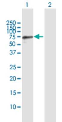 Western Blot: GTF2IRD2 Antibody [H00084163-B01P]