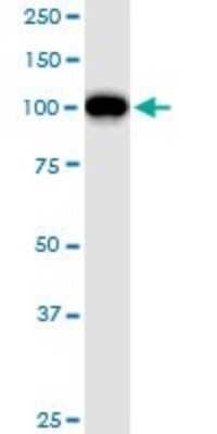 Western Blot: GTF3C2 Antibody [H00002976-B01P]