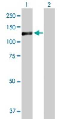 Western Blot: GTF3C2 Antibody [H00002976-D01P]