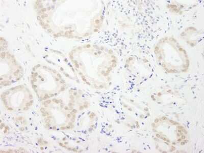 Immunohistochemistry: GTF3C4 Antibody [NB100-60434]