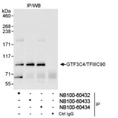 Immunoprecipitation: GTF3C4 Antibody [NB100-60434]