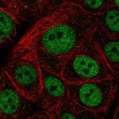 Immunocytochemistry/ Immunofluorescence: GTF3C5 Antibody [NBP2-55707]