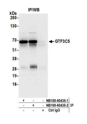 Immunoprecipitation: GTF3C5 Antibody [NB100-60435]