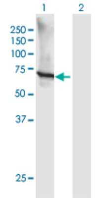 Western Blot: GTF3C5 Antibody [H00009328-B01P]