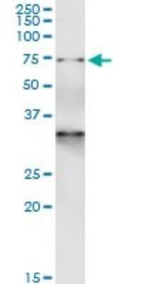 Immunoprecipitation: GTP-binding protein 1 Antibody (1H1) [H00009567-M01]