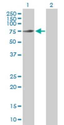 Western Blot: GTP-binding protein 1 Antibody [H00009567-D01P]