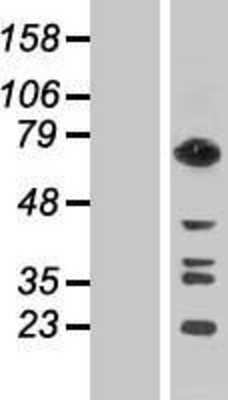 Western Blot: GTP-binding protein 1 Overexpression Lysate [NBP2-10585]