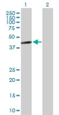 Western Blot: GTP binding protein era homolog Antibody [H00026284-B01P]