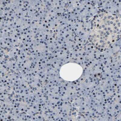 Immunohistochemistry-Paraffin: GTPBP10 Antibody [NBP1-85055]