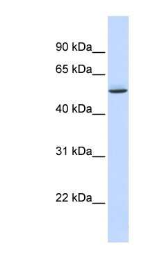 Western Blot: GTPBP10 Antibody [NBP1-52900]