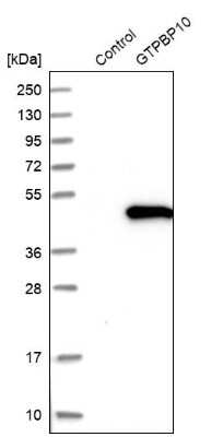 Western Blot: GTPBP10 Antibody [NBP1-85055]