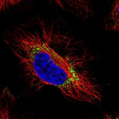 Immunocytochemistry/ Immunofluorescence: GTPBP2 Antibody [NBP2-58755]