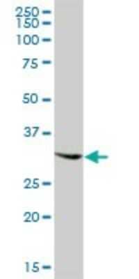 Western Blot: GTPBP2 Antibody [H00054676-B01P]