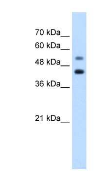 Western Blot: GTPBP2 Antibody [NBP1-57649]