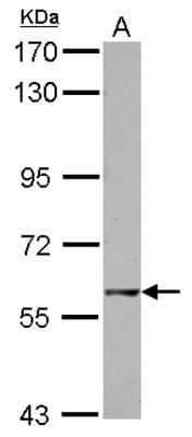 Western Blot: GTPBP2 Antibody [NBP2-16764]