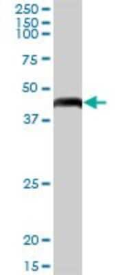 Western Blot: GTPBP3 Antibody [H00084705-B01P]