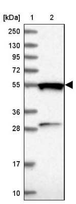 Western Blot: GTPBP3 Antibody [NBP1-91974]