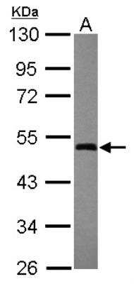 Western Blot: GTPBP3 Antibody [NBP2-16765]