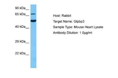 Western Blot: GTPBP3 Antibody [NBP2-87543]