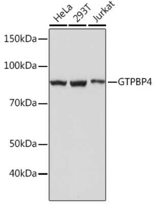 Western Blot: GTPBP4 Antibody (7O5L6) [NBP3-16476]