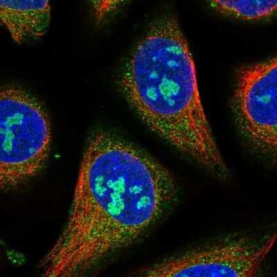 Immunocytochemistry/ Immunofluorescence: GTPBP4 Antibody [NBP1-85454]