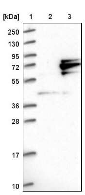 Western Blot: GTPBP4 Antibody [NBP1-85454]