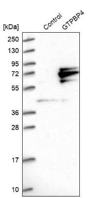 Western Blot: GTPBP4 Antibody [NBP1-85454]