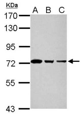 Western Blot: GTPBP4 Antibody [NBP2-16766]