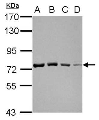 Western Blot: GTPBP4 Antibody [NBP2-16766]