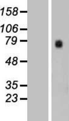 Western Blot: GTPBP4 Overexpression Lysate [NBL1-11401]