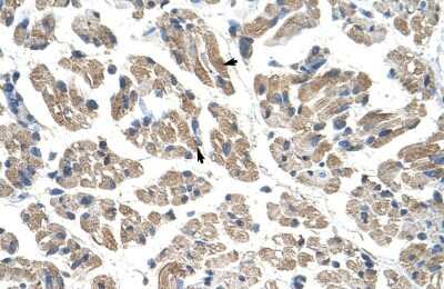 Immunohistochemistry-Paraffin: GTPBP9 Antibody [NBP1-57453]
