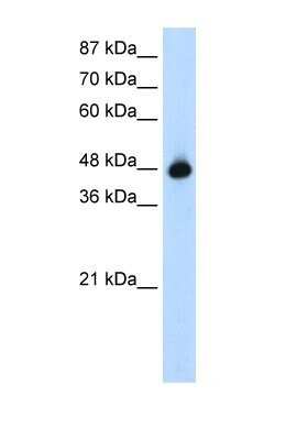 Western Blot: GTPBP9 Antibody [NBP1-57453]