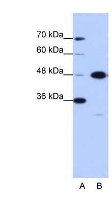 Western Blot: GTPBP9 Antibody [NBP1-57545]