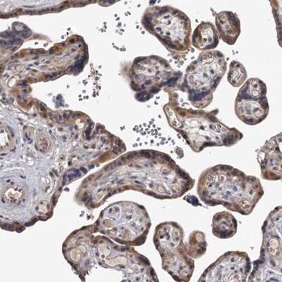 Immunohistochemistry-Paraffin: GTSF1 Antibody [NBP1-83934]