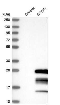 Western Blot: GTSF1 Antibody [NBP1-83934]