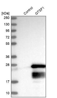 Western Blot: GTSF1 Antibody [NBP2-32625]