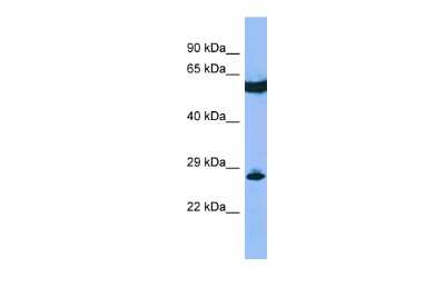 Western Blot: GUCD1 Antibody [NBP2-82883]