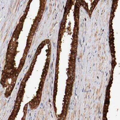 Immunohistochemistry-Paraffin: GUF1 Antibody [NBP1-83700]