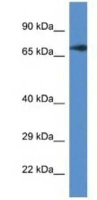 Western Blot: GUF1 Antibody [NBP1-79683]