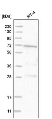 Western Blot: GUF1 Antibody [NBP2-58606]