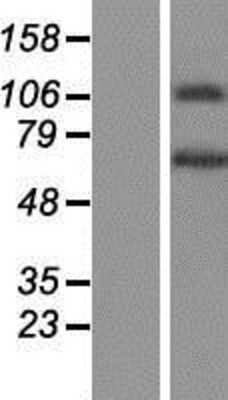 Western Blot: GUF1 Overexpression Lysate [NBP2-06509]