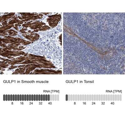 Immunohistochemistry-Paraffin: GULP1/CED-6 Antibody [NBP1-84553]