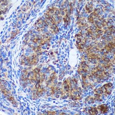 Immunohistochemistry-Paraffin: GULP1/CED-6 Antibody - Azide and BSA Free [NBP3-03258]