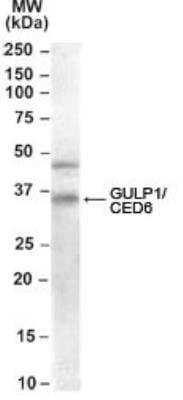 Western Blot: GULP1/CED-6 Antibody [NB100-1042]