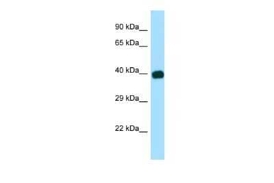 Western Blot: GULP1/CED-6 Antibody [NBP2-87545]