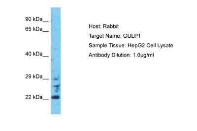 Western Blot: GULP1/CED-6 Antibody [NBP2-87546]